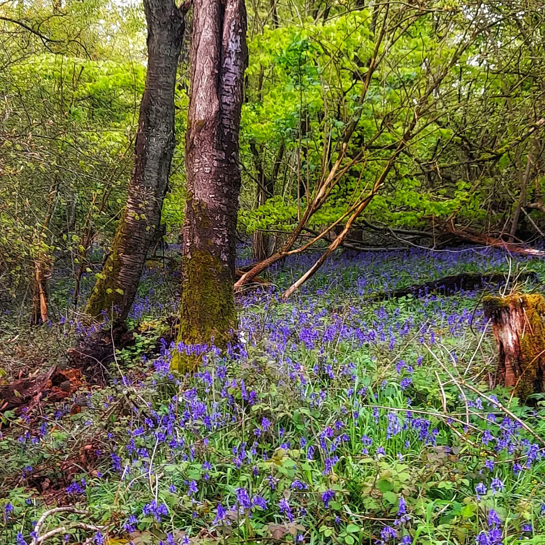 Landmark Wood, Bedfordshire.
Cuuudooowne #bluebells 💙💜