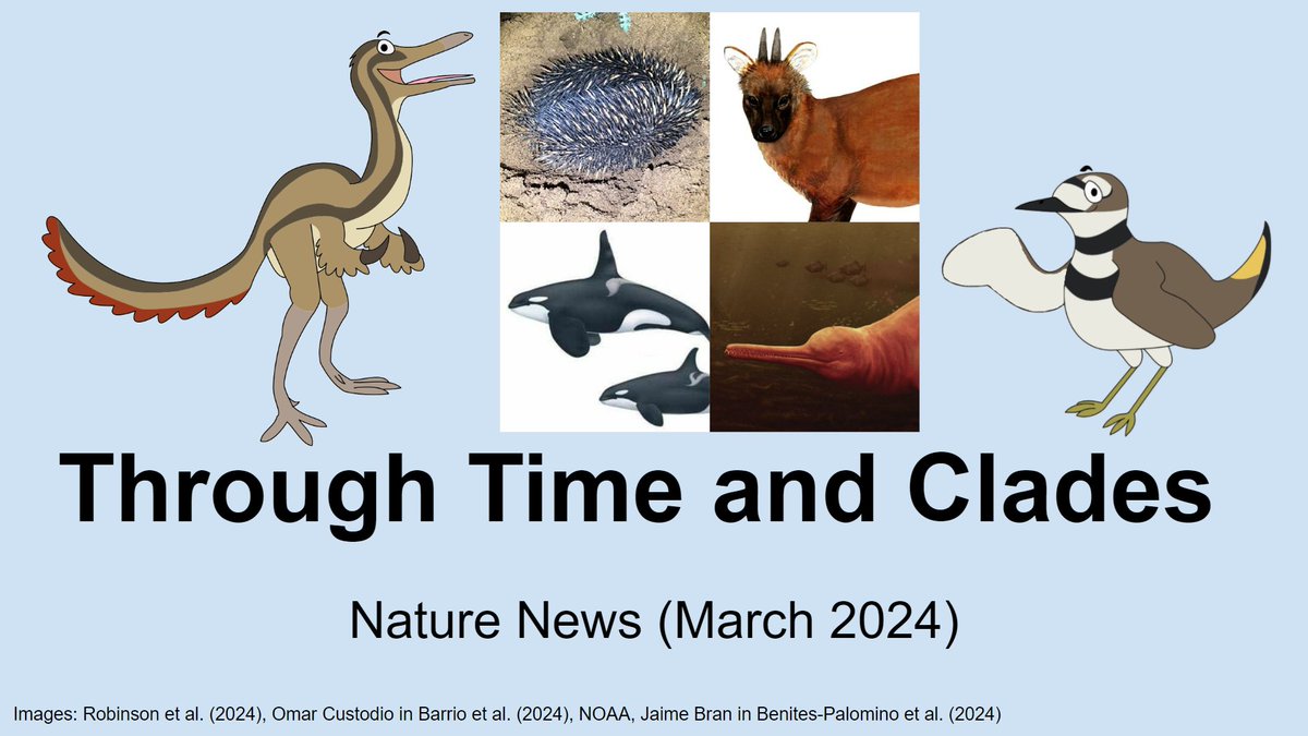 This month's news episode is a mammal special! We discuss why echidnas are a danger to turtles, a new species of tiny deer, a fossil dolphin found in an unexpected location, and how many killer whale species there are. youtube.com/watch?v=Ke82_r…