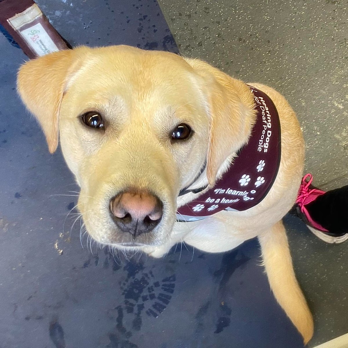 Alfie has ticked off a milestone in his hearing dog training and was the perfect passenger on his first train journey 🚆🐶 A hearing dog might accompany their deaf partner on public transport, so it's important they are relaxed with the experience - and Alfie did a fab job 👏