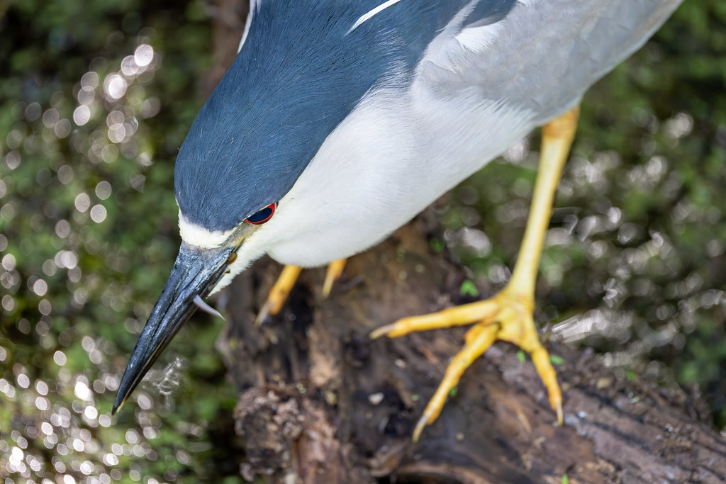 New photo: Anticipation | A Black-crowned Night Heron licks the edges of its beak, anticipating the meal to come. | flic.kr/p/2pN38rN