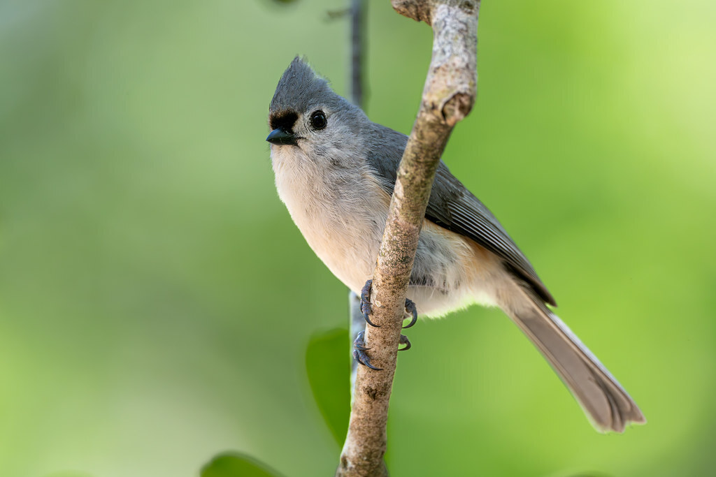 New photo: Waiting Your Turn | A Tufted Titmouse shows the importance of waiting your turn as it sits in the tree above a bird feeder. | flic.kr/p/2pN7ABa