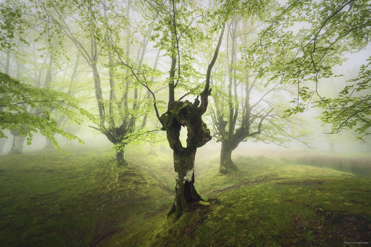 Cyclops
Strange encounter in a springtime beech forest.

#landscapephotography #spring #forest