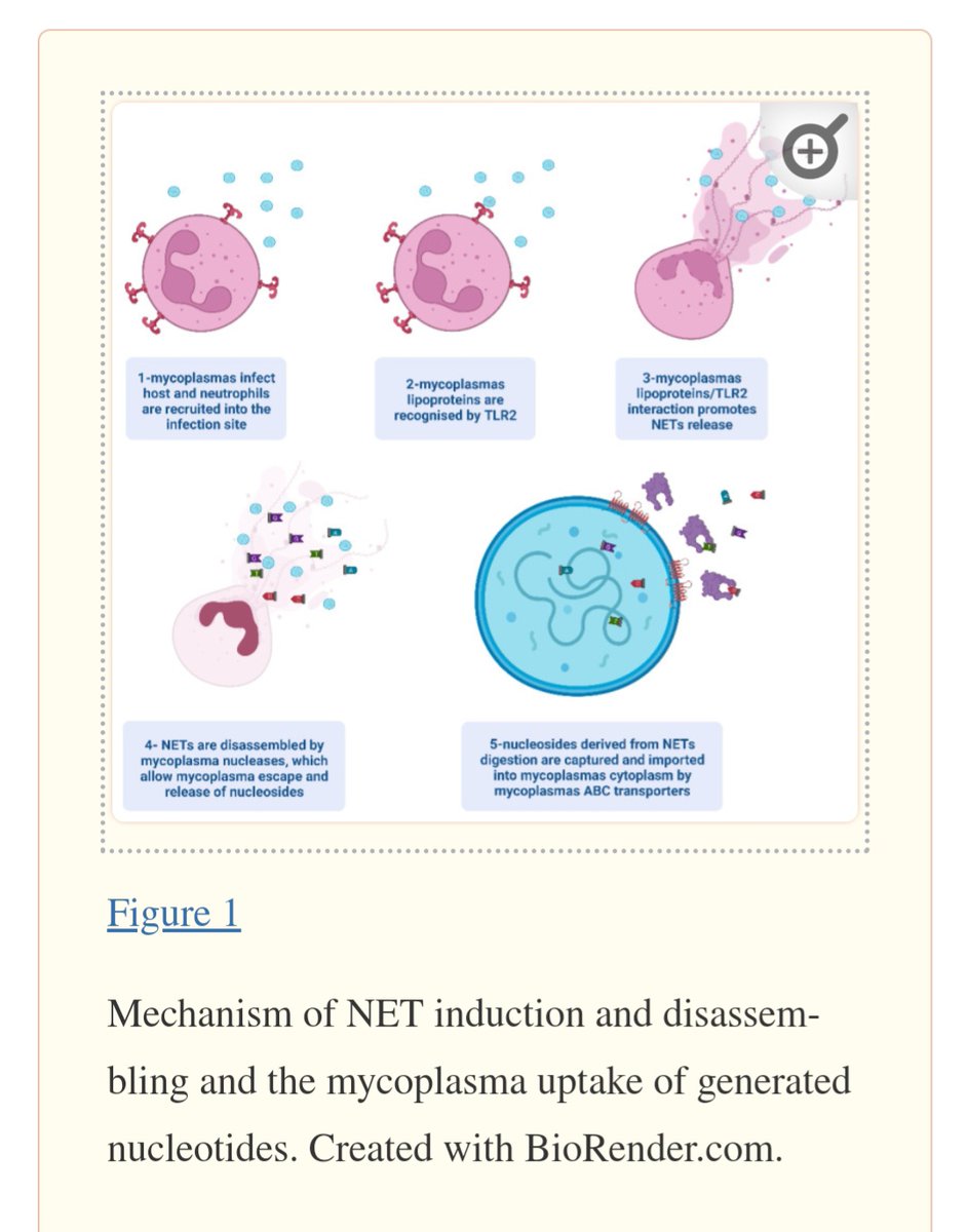 E peki bu mycoplasma vücutta inflamasyonu nasıl tetikler? Tetiklerse ne kadar devam eder?
Uzarsa kiminiz RA kiminiz SLE diye adlandırılır mı?
Herşey mümkün!