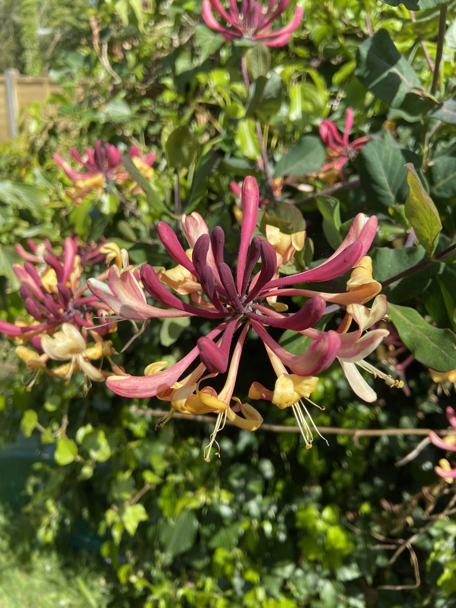 This lovely honeysuckle really puts a smile on my face still not found its variety name so I just call it Rhubarb & custard