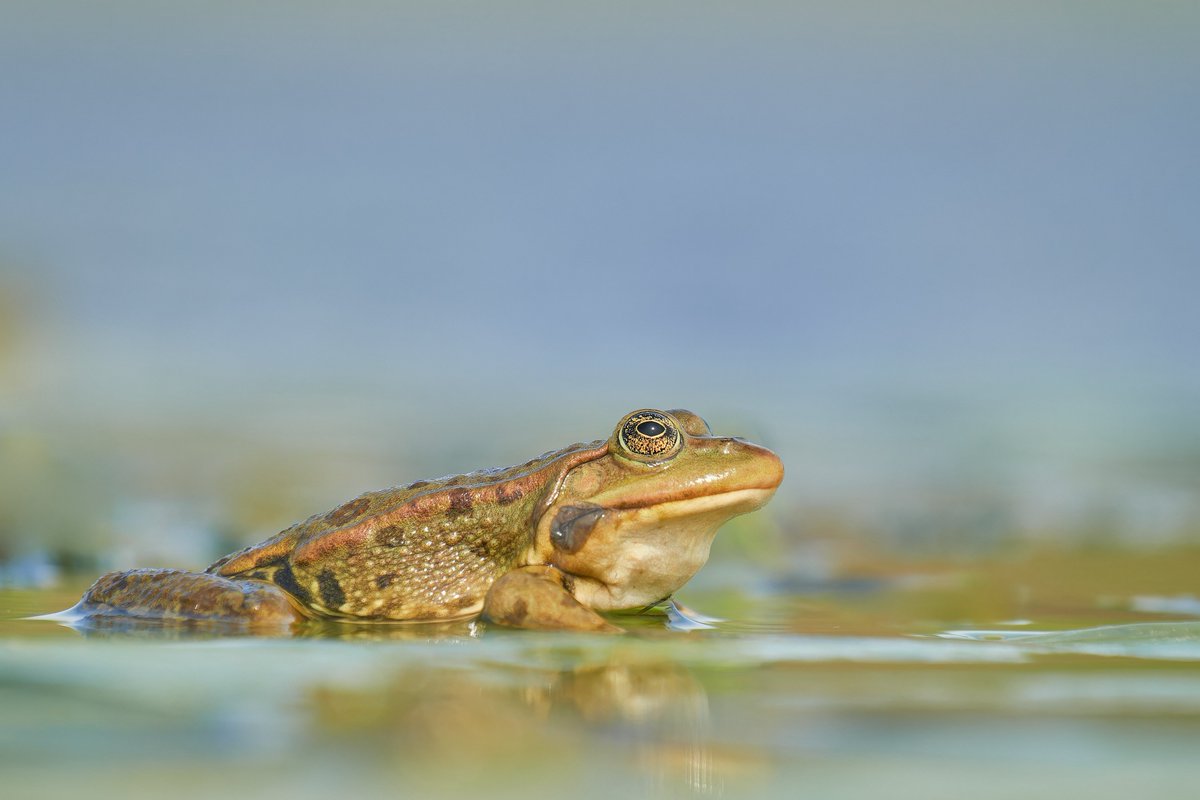 The marsh frog - Pelophylax ridibundus

#wildlifephotography
#danubedelta
#mahmudia