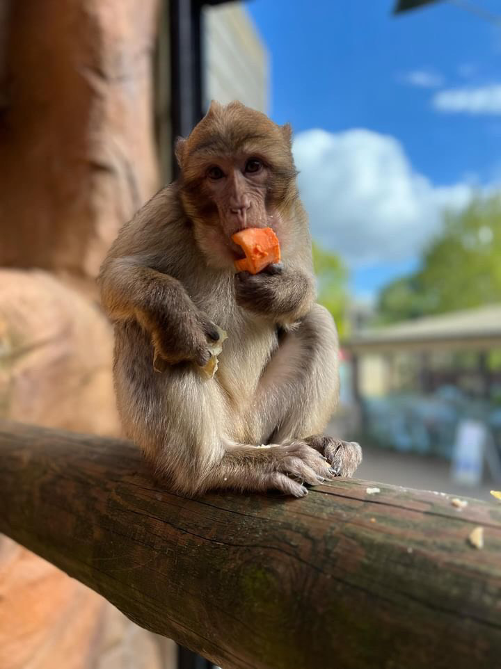 Happy birthday to our Barbary macaque, Safi, who turned 2 years old on the 25th April! 🎈