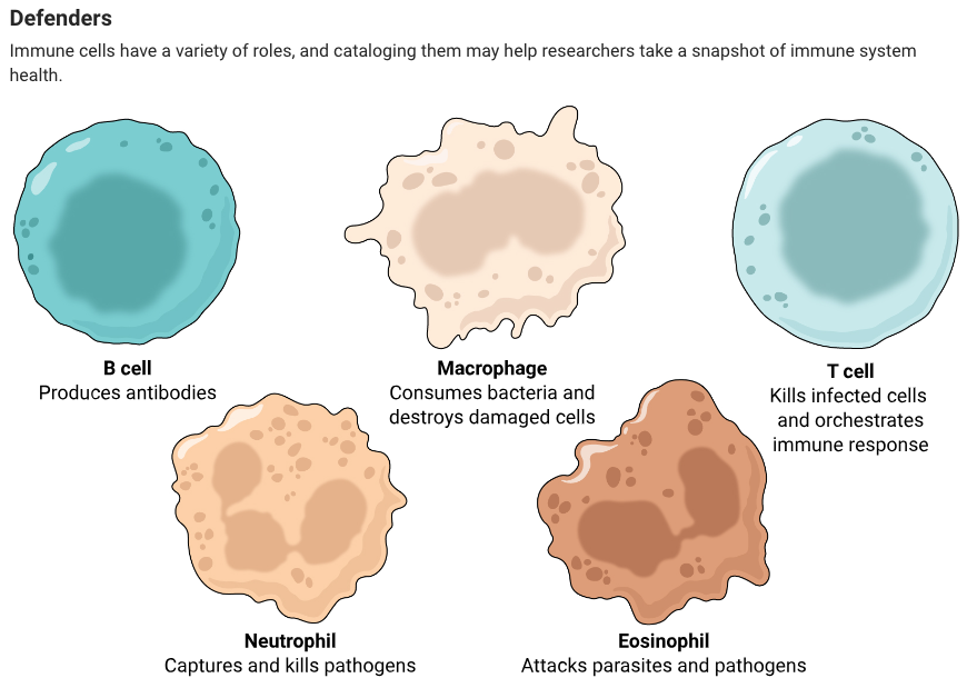 The Human Immunome Project will probe thousands of immune variables in blood and tissue samples, likely creating the world’s largest and most comprehensive immunological database. Learn more on #DayOfImmunology: scim.ag/6LA @NewsfromScience