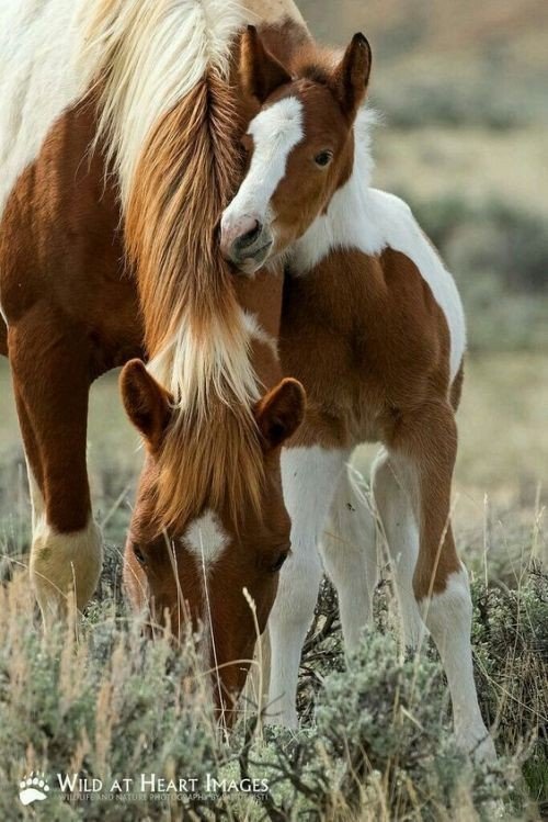 Join @MlcHurst and call on the NSW Environment Minister to reject the Draft Kosciuszko Wild Horse Management Plan and instead support the use of fertility control in sensitive areas of Kosciuszko National Park. #nswpol Sign here: emmahurstmp.com/petition_stop_…