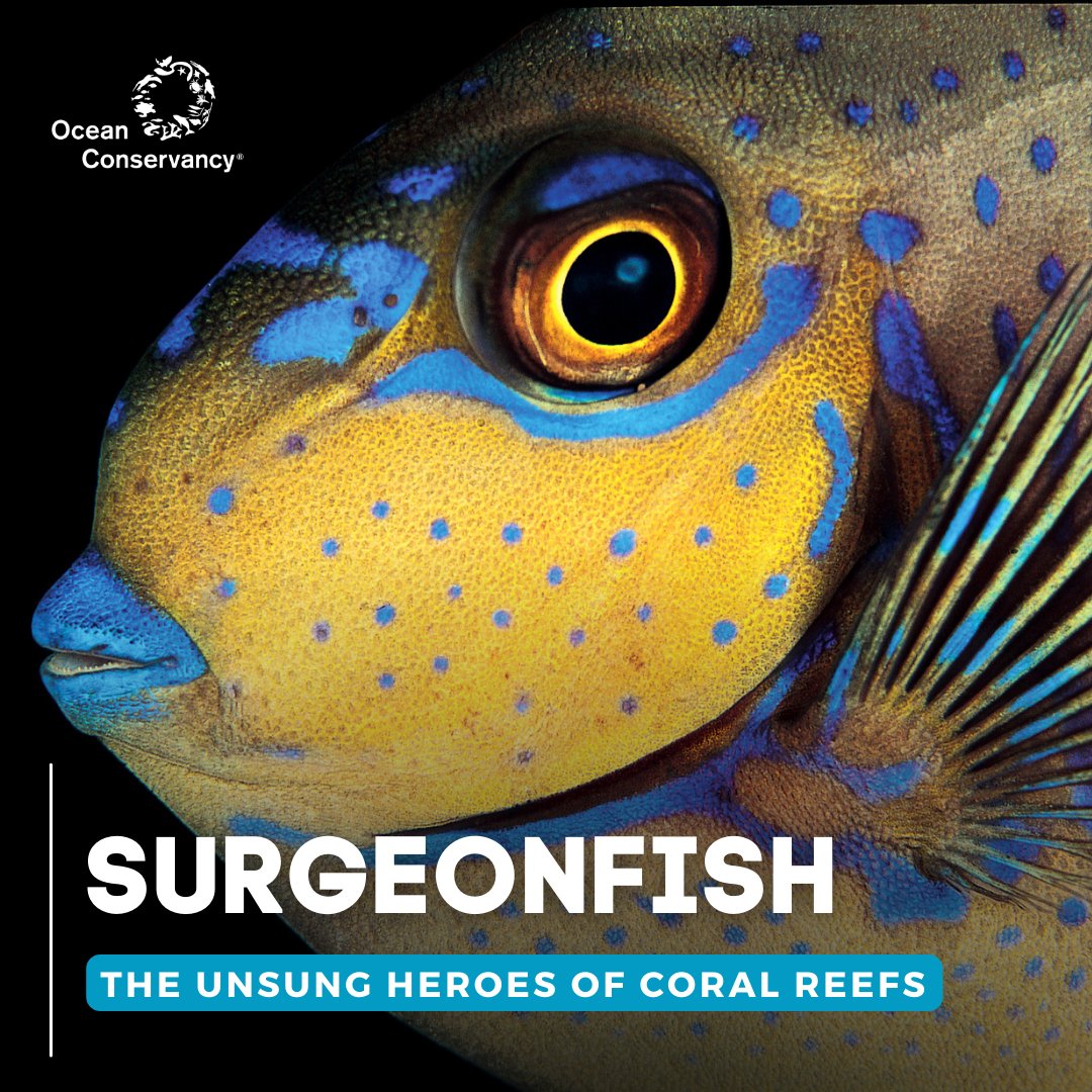 These vibrant fish are named for their sharp spines that resemble a surgeon’s scalpel. 🏥 Dive in to learn all about these colorful creatures and the crucial role they play in preserving the health of coral reefs! 🌊 🪸🐠 Read more: 🔗 bit.ly/3UDH78A