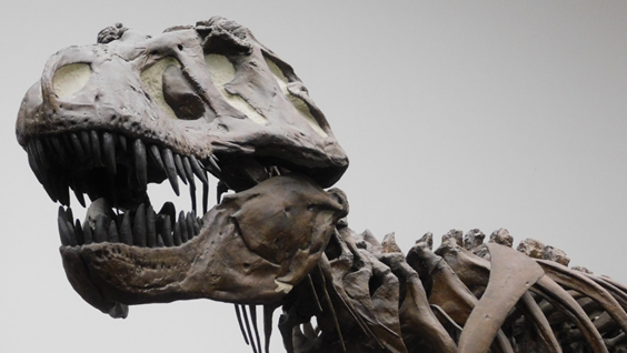 How smart were #dinosaurs? 🦖 Not as smart as we thought! Researchers have found that dinosaurs were as intelligent as crocodiles, rather than monkeys as had previously been argued.🐊 ➡️ bit.ly/3Ul7E9f