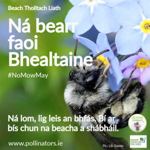 Join the buzz and take part in #NoMowMay #NoMowMay is an annual campaign asking everyone to put away the lawnmower during the month of May to help our native #wildlife. For more information check out pollinators.ie @offalycoco @BioDataCentre