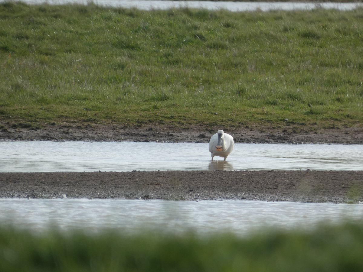 Have you spotted any feathered friends visiting our coastline in North East Lincolnshire? 📸🦆 We'd love to feature them on our page! 🕊️🌿 📸Send us your photos by email to: communications@nelincs.gov.uk