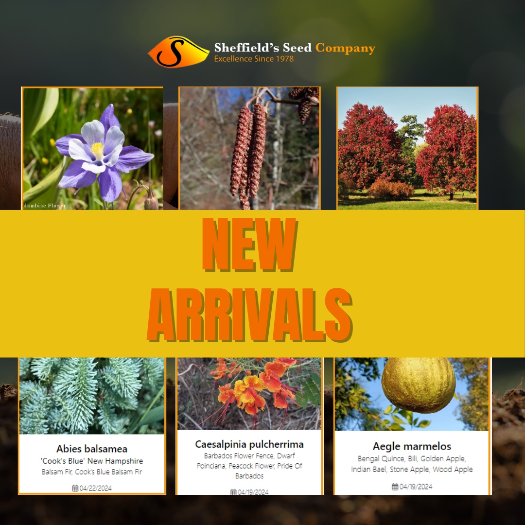 🌱 Sheffield's Seed has fresh arrivals every day! 🌿 

Don't miss out on the latest additions to our collection. 🌺🌿
sheffields.com/new-arrivals

 #NewArrivals #BotanicalBliss #SheffieldsSeed #SeedBank #Seeds #SheffieldsSeedCo #SeedExperts #SeedCompany #GrowYourOwn