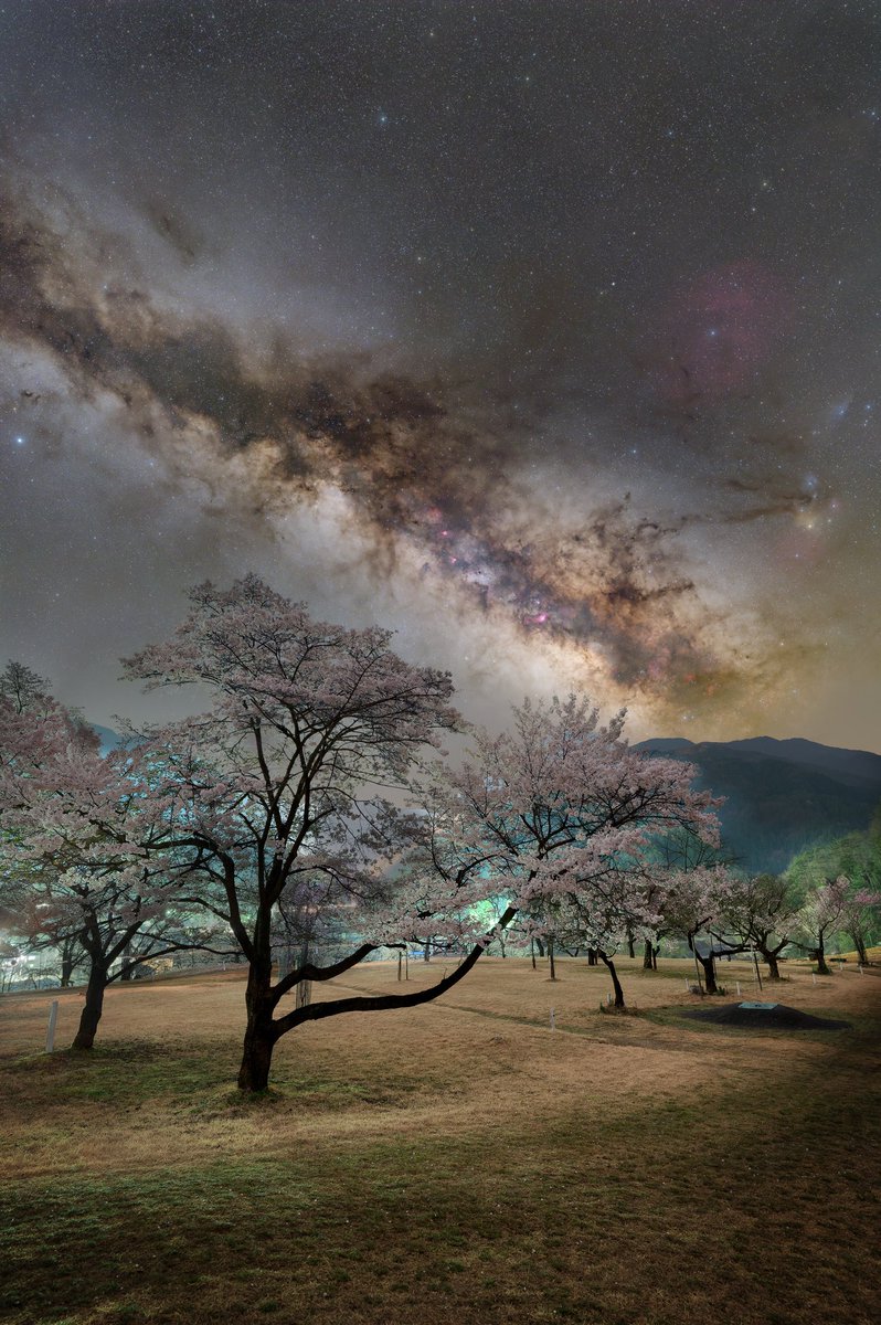 桜と新星景、相性の悪さはガチ