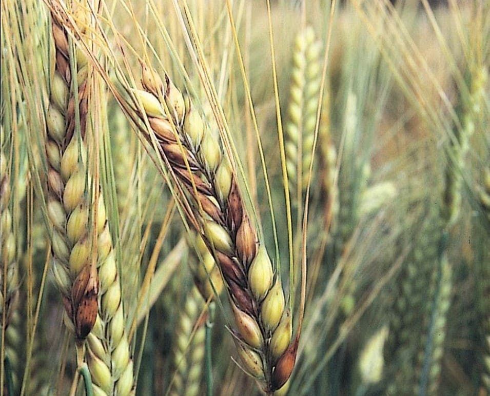 Fusarium Head Blight (FHB), also known as scab, is a fungal disease that affects small grain cereals like wheat, barley, oats, rye, corn, triticale, canary seed, and some...Read more: farmhutafrica.com/blog/understan…