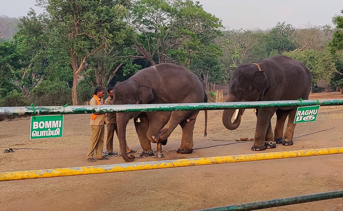 Bommi, Raghu & caretaker Bomman #TheElephantWhisperers
Theppakadu Elephant Camp