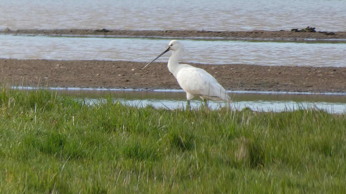 Spoonbills are a very rare breeding bird in the UK. Enjoy our birds but please respect & protect them ⬇️ 🌿Keep to the designated footpaths 🌿Keep dogs under control 🌿Anyone using the coastline for water sports must stay away from the salt marsh and sand banks. (2/3)