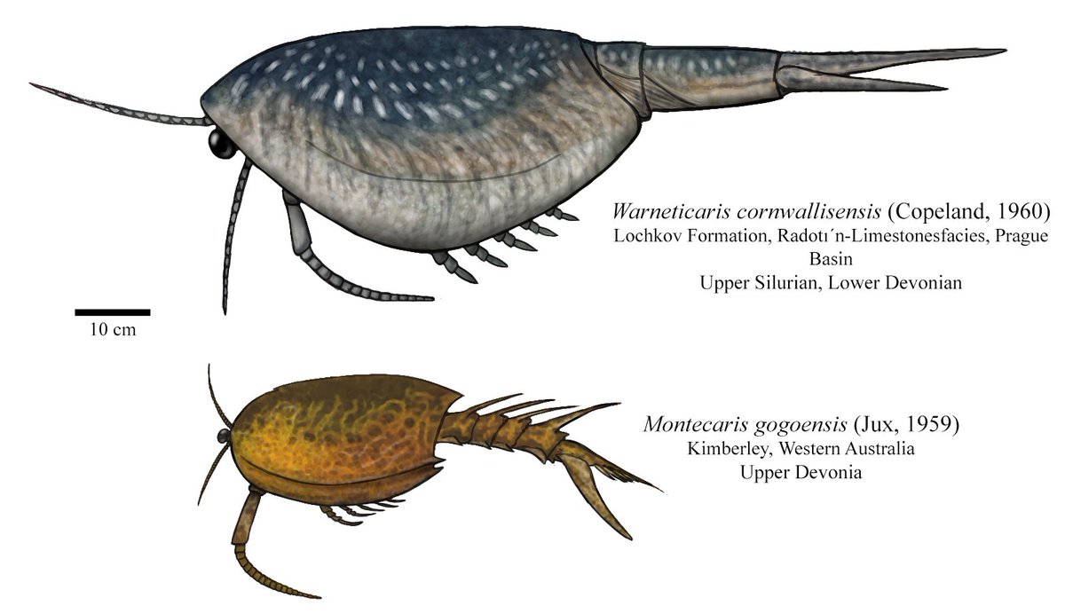 Phyllocarida is such an underrated subclass of crustaceans. Not only they evolved during the Ordovician and are still alive today, but back in the Paleozoic there were absolutely gigantic relatives compared to the living ones, making them very cool and bizarre mesopredators.