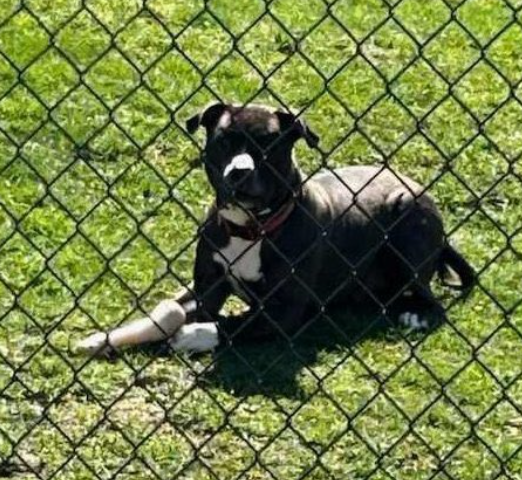 Binky was rescued @HGLMastifRescue Thank you & your #Foster Binky has a lovely yard, a toy to help him decompress We couldn't do it w/o all of U💖 #Pledging #Sharing & #Caring Donations Welcome happygoluckymastiffrescue.com/donate