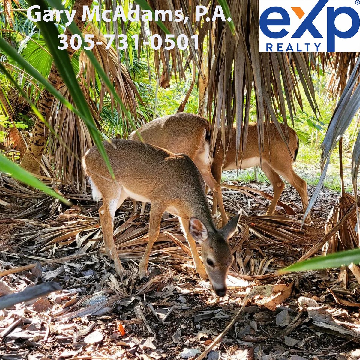 The house I showed on Big Pine Key today had 3 Key Deer in the backyard. Gary McAdams, Key West Realtor, eXp Realty, (305) 731-0501. #keywest #keywestrealestate #keywestrealtor #garymcadams #garymcadamsrealtor #FloridaKeysRealEstate #garymcadamskeywest #realestate #floridakeys