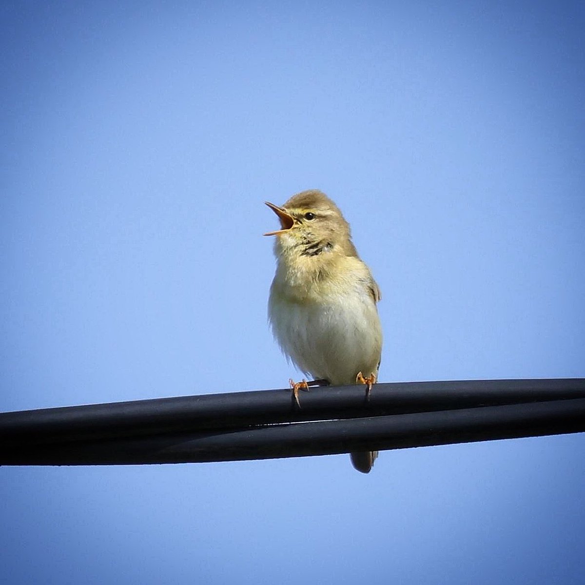 Willow Warbler from Mulranny. @MulrannyTourism @BirdWatchIE @BioDataCentre @MayoWeather @Irishwildlife