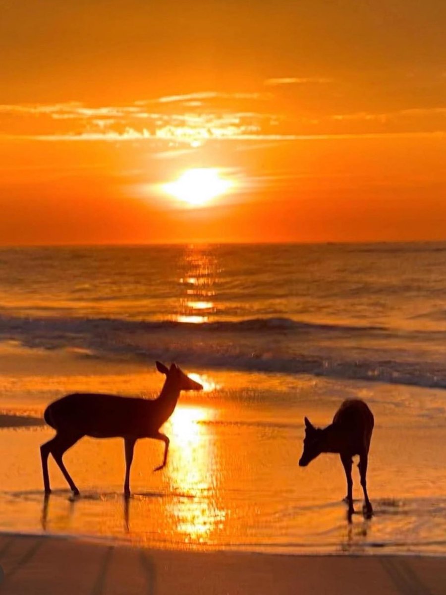Happy Monday y’all🥰❤️🌺🏴‍☠️🎶
Have a wonderful new week 🥰
Life is good, Kenny Chesney
Pic : sc. Flo. 
#GoodMorningEveryone #NoShoesNation #beach #deer #sunset #sunrise #Happiness #selfcare #LOVE