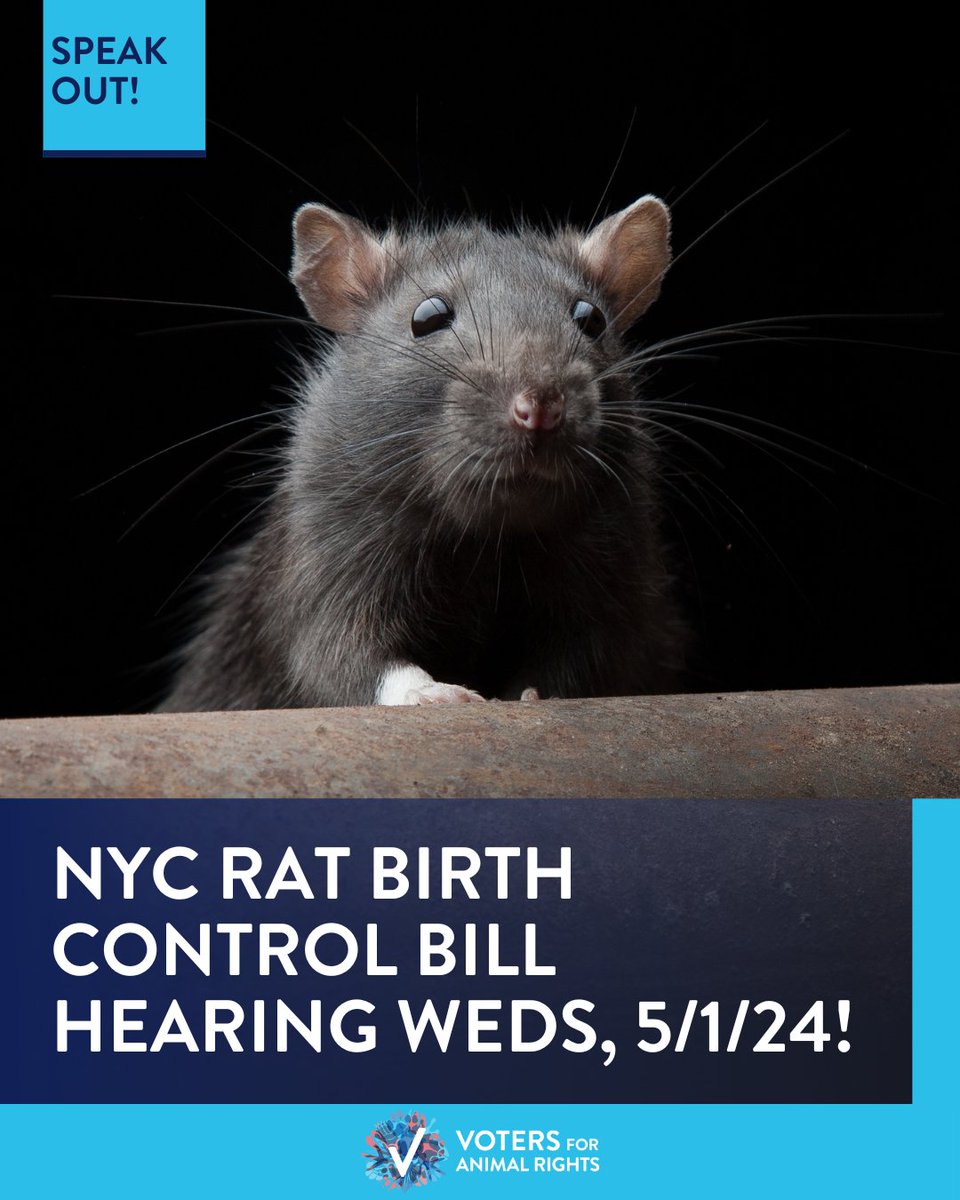 We need your voices to speak up for a more humane New York City! 🐀💜 Join us at City Hall, 9:30am, on May 1, 2024, to testify about Intro 736, a bill to start a pilot program for rat contraceptives! 🔔 Please RSVP by sending an email to VFAR at woof@vfar.org! 📧