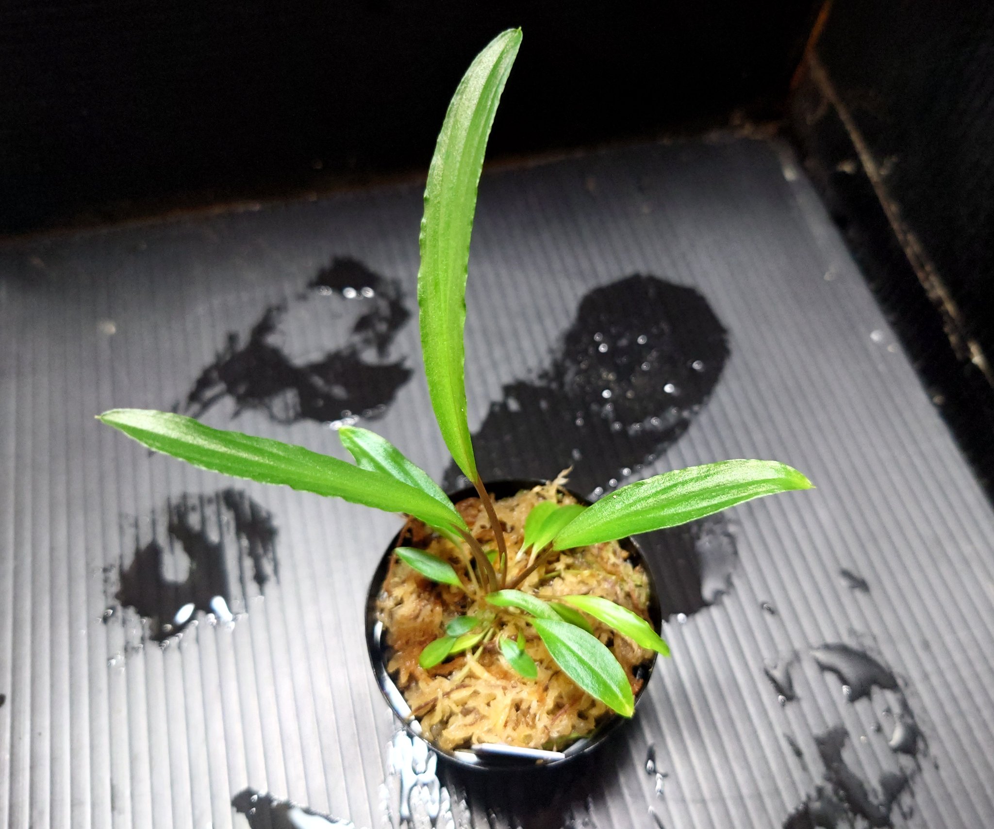 Homalomena hyb. 濡鳥×スラウェシナロー(神畑)正規タグ付き