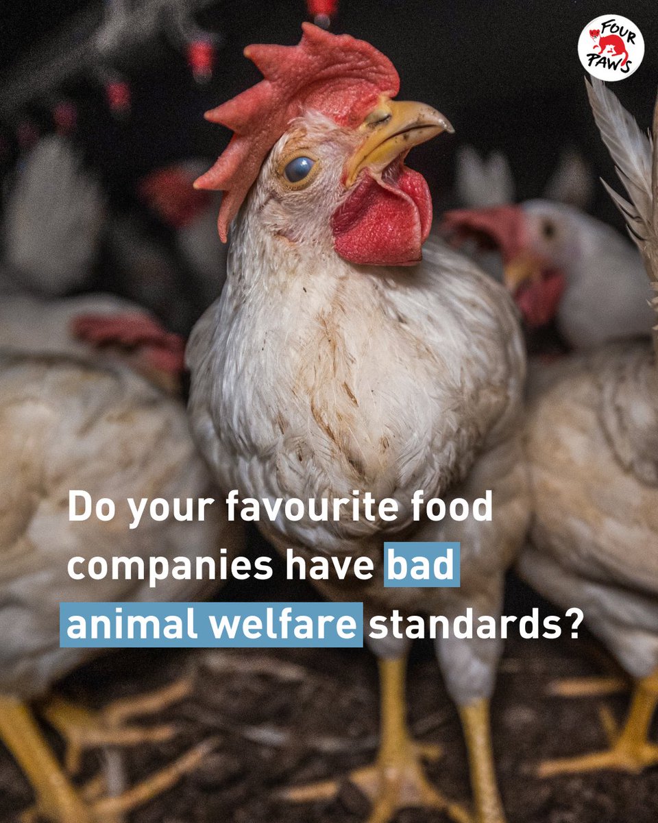 A shocking 93% of companies received the lowest possible rating for farmed animal welfare, according to the new Business Benchmark on Farm Animal Welfare (BBFAW) - a ranking produced by FOUR PAWS & @ciwf. @amazon, @WholeFoodsUK, @Dominos_UK - do better. Animals are sentient…