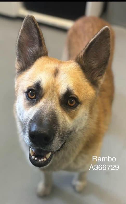 Absolutely gorgeous RAMBO #A366729 is fighting for his precious life 💔 Beautiful,easy going & extremely loving,he is #GermanShepard mix,great companion or family dog ❤️ PLZ #ADOPT #FOSTER OR #PLEDGE TO ATTRACT A RESCUE 🛟 PLZ save RAMBO He doesn't want to DIE #CorpusChrist #TX