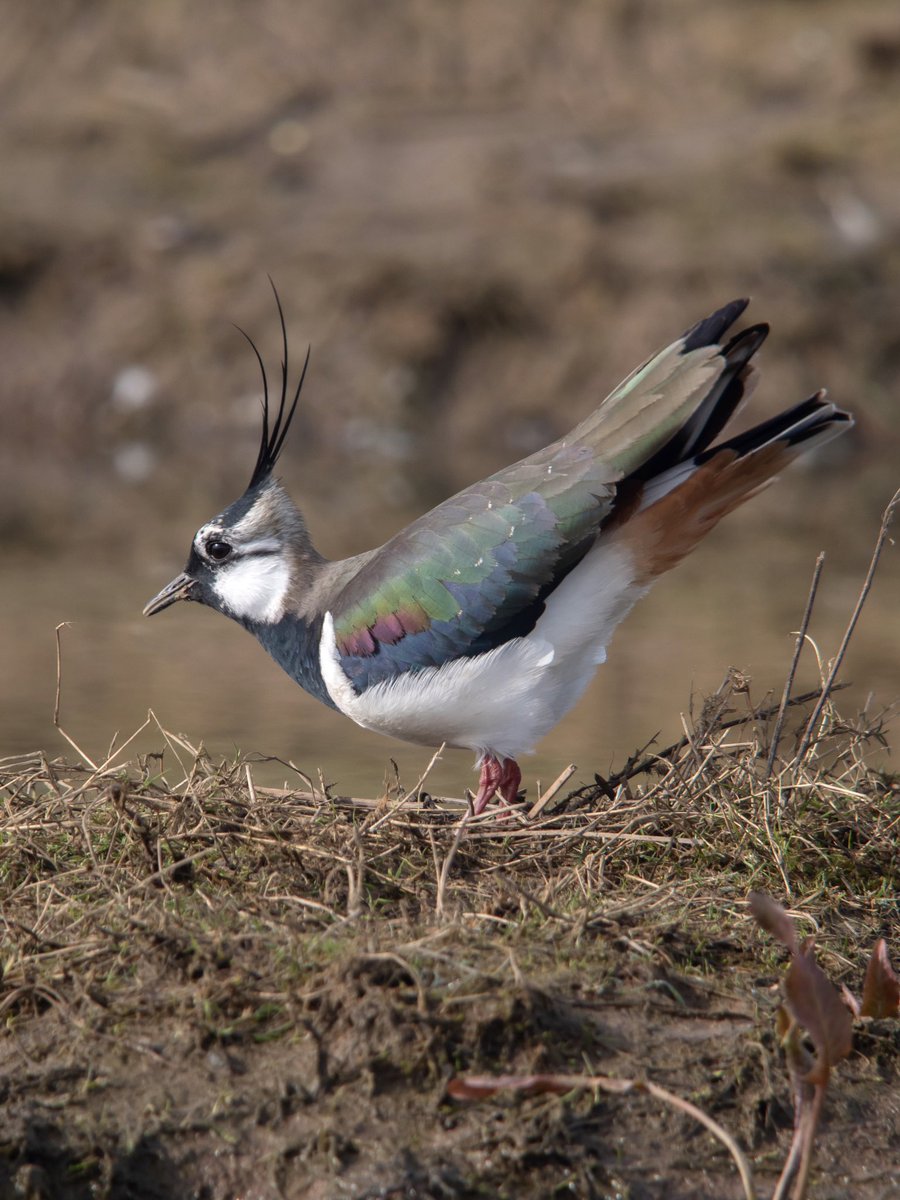 Male #Lapwing displaying, looking dapper in the morning sunlight #Kowascoping #digiscoping #benrouk #LUMIX @KowaOptics @Benro_UK @LumixUSA