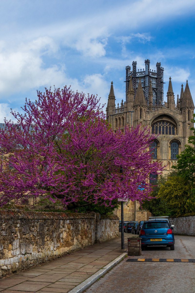 Ely Cathedral looked beautiful today in the sunshine & the Judas tree in blossom was magnificent @ElyPhotographic @WeatherAisling @ChrisPage90 @itvweather @SpottedInEly @Ely_Cathedral @Kings_Ely @AP_Magazine @BabylonArtsEly