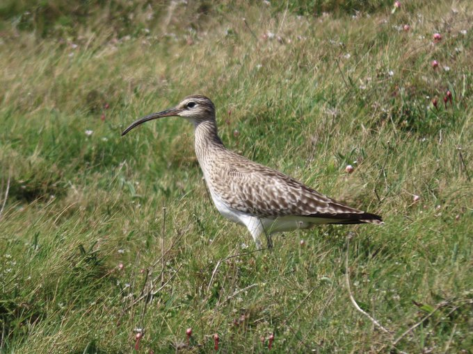 It’s whimbrel spotting season! Whimbrel can be seen here in Cornwall during a narrow window in late April & early May as they pass through when migrating from their winter home in West Africa to their Arctic breeding grounds. Have you spotted any yet? Let us know👇 📸 @ljcolli