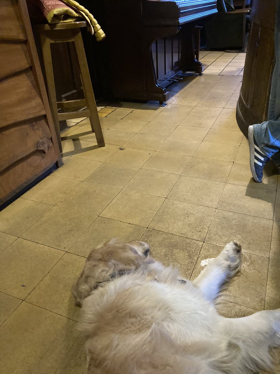 Here’s another Addenbooke’s pat dog, Henry, relaxing in the pub after a busy Friday afternoon at the hospital. Discovered from his owner that as a patient you can book a pat dog visit!