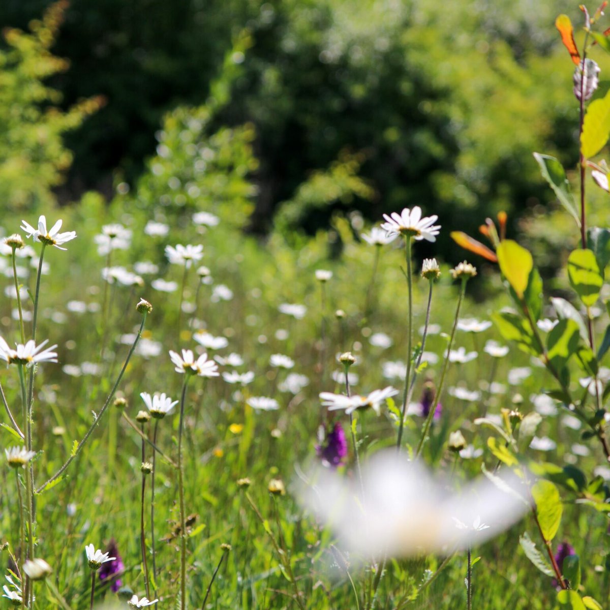 We’ve lost 97% of flower-rich meadows since the 1930’s & with them gone are vital food needed by pollinators. But with @Love_plants's #NoMowMay your lawn can help! A healthy lawn with some long grass &wildflowers benefits wildlife, tackles pollution & can lock carbon below ground