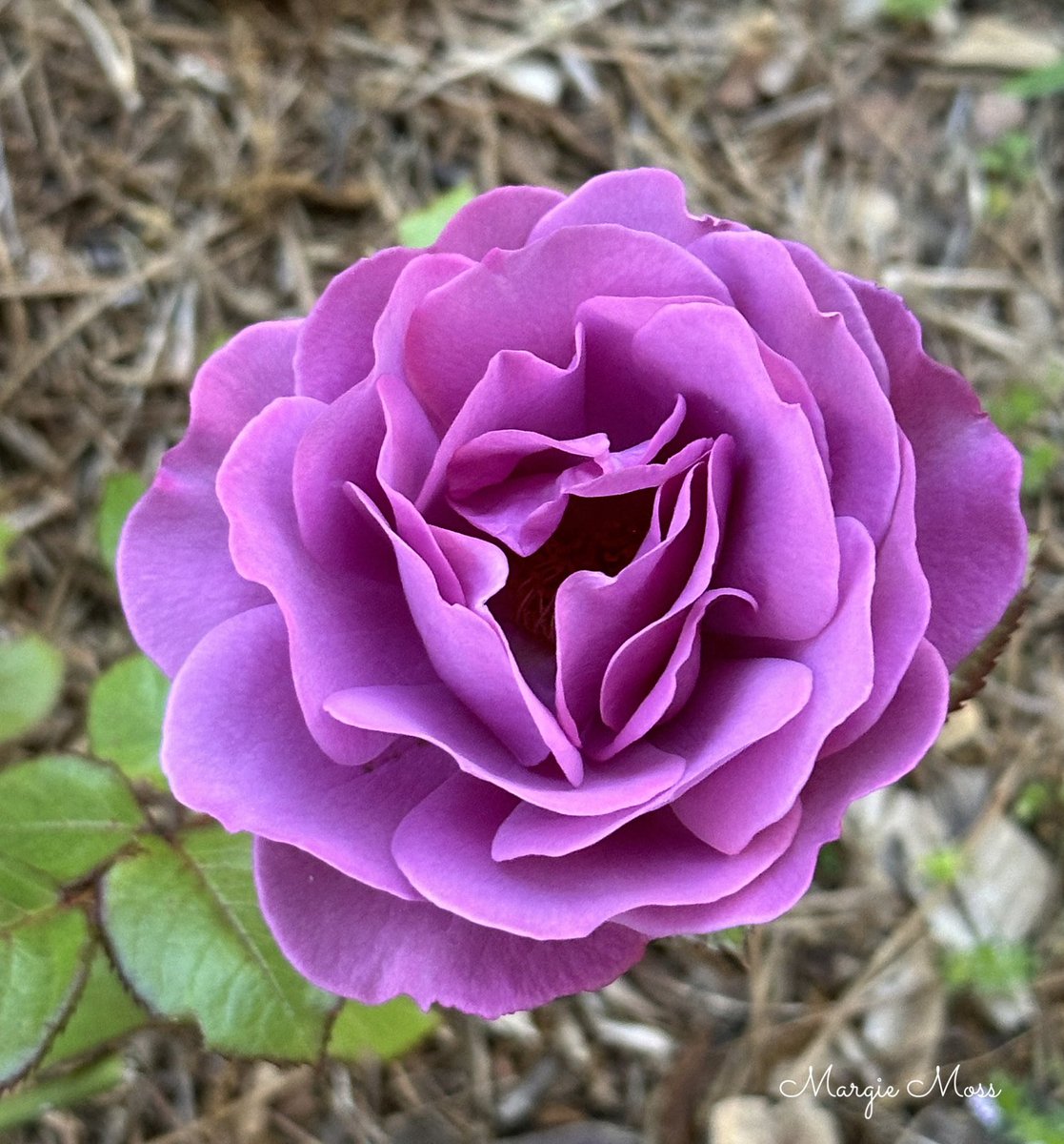 Good morning, everyone. It’s #MagentaMonday so the honor goes to Plum Perfect rose. It’s a beautiful morning here and there is more planting to do. I transplanted Teasing Georgia from a 50 gallon pot to the ground. I don’t recommend it, but now she has an arch to climb. Have a