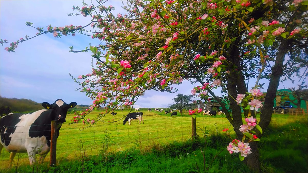 Despite all the rain and cold weather this photo makes me smile and gives us hope for warmer days to come! #spring #happycows #appleblossom