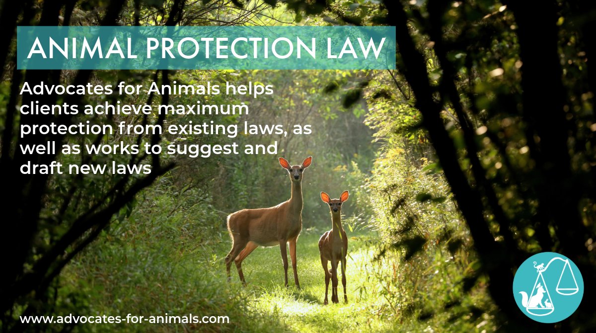 Advocates for Animals is the first UK law firm dedicated to animal protection. To learn more about how we help clients and the legislative landscape on animal protection, visit our website, link in bio.