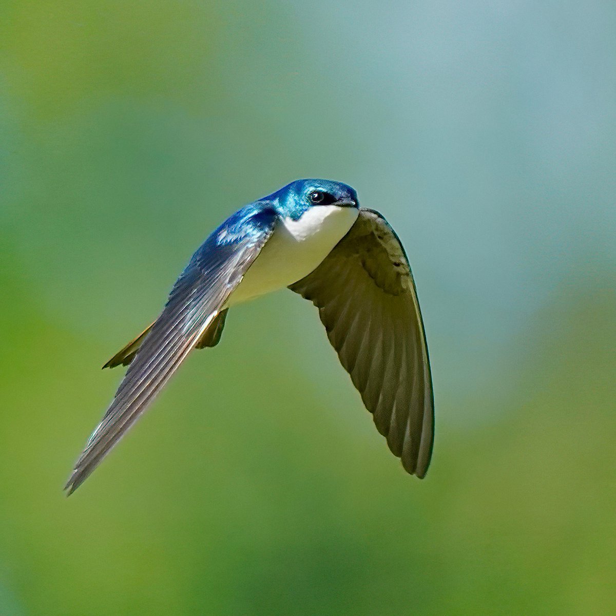 Tree Swallows are one of the first signs of spring in Virginia. Like all swallow species, they capture insects in flight with acrobatic twists and turns. Learn more at hollywoodcemetery.org/visit/natural-… Photo: Bill Draper Photography
