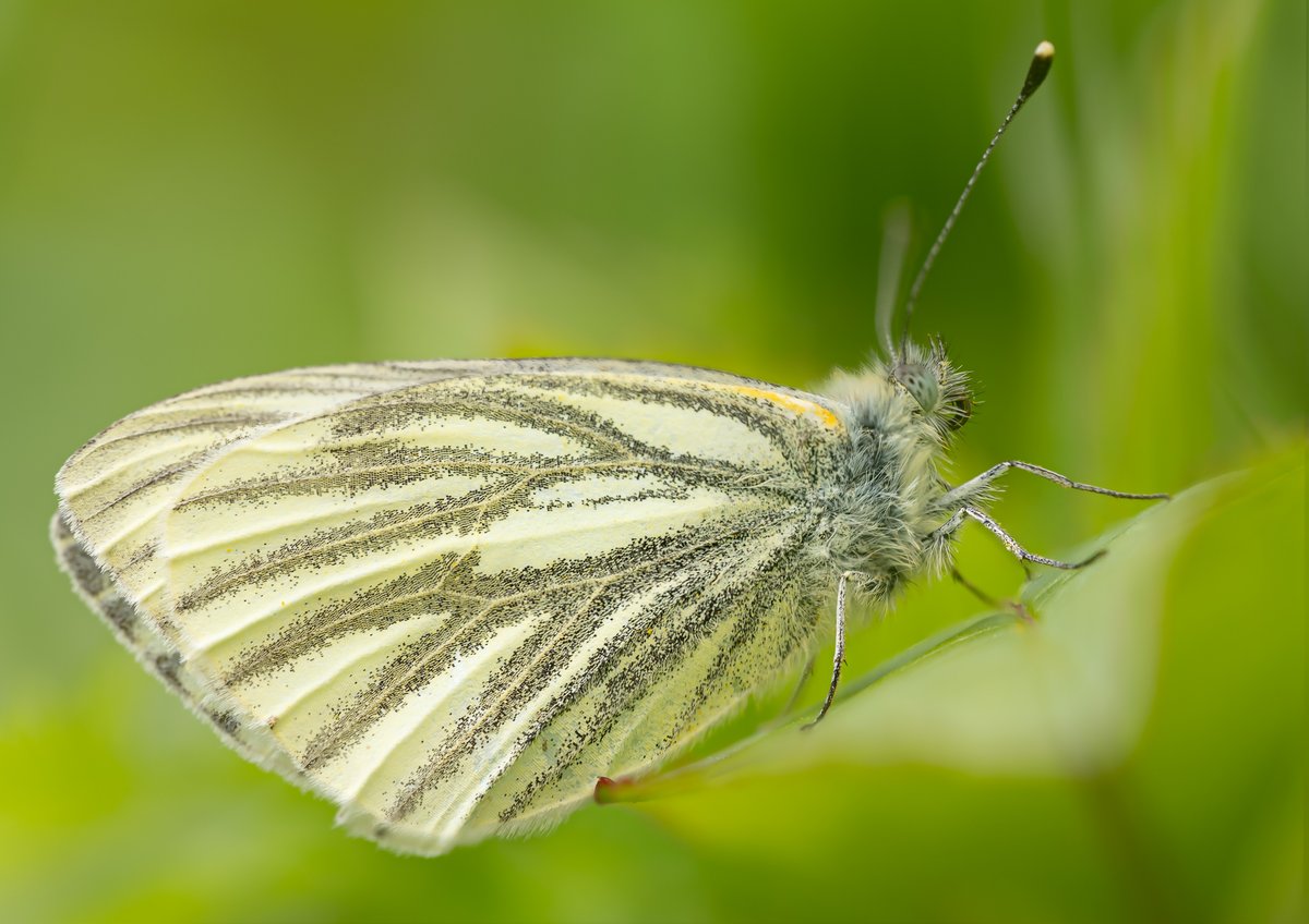 It felt almost Spring-like for a short period this morning, something not lost on the insects who came out in good numbers. The odd butterfly around, this Green-veined White (Pieris napi) one of the few I managed to get close to.