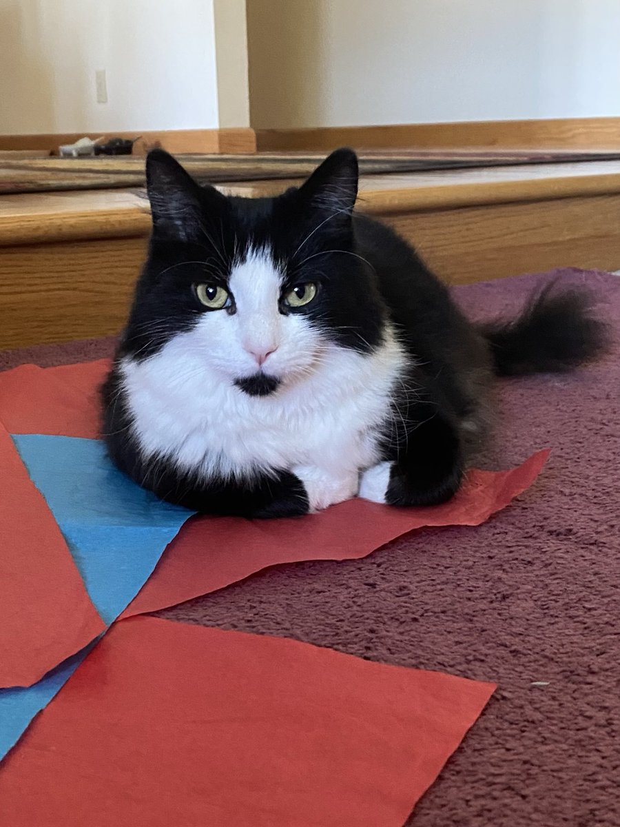 #MeatLoafMonday #TuxedoCats #CatsOfTwitter #CatsOfX #CatsAreFamily #MondayCats #AdoptedCats 

                  Sally Loaf🖤🤍
                 ❤️😘🤗 to all!

🐾First a nice Monday morning stretch. Sit on any kind of surface. It’s tissue paper for this diva. Now I 🍞!🐾