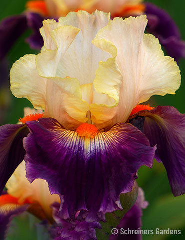 Good morning 🧡 my sweet 🧡 Friends Warm shades of sunset and dusk are featured in the 'Malheur' bearded iris or iris Germanica. The Iris has been a symbol of power and tradition for centuries. In ancient times, the Egyptian pharaohs adorned their palaces with them. #Flowers
