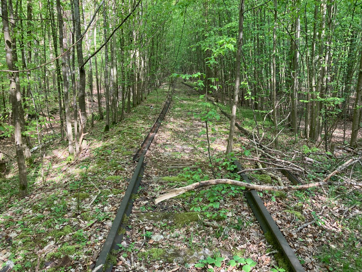 A rewilded railway.