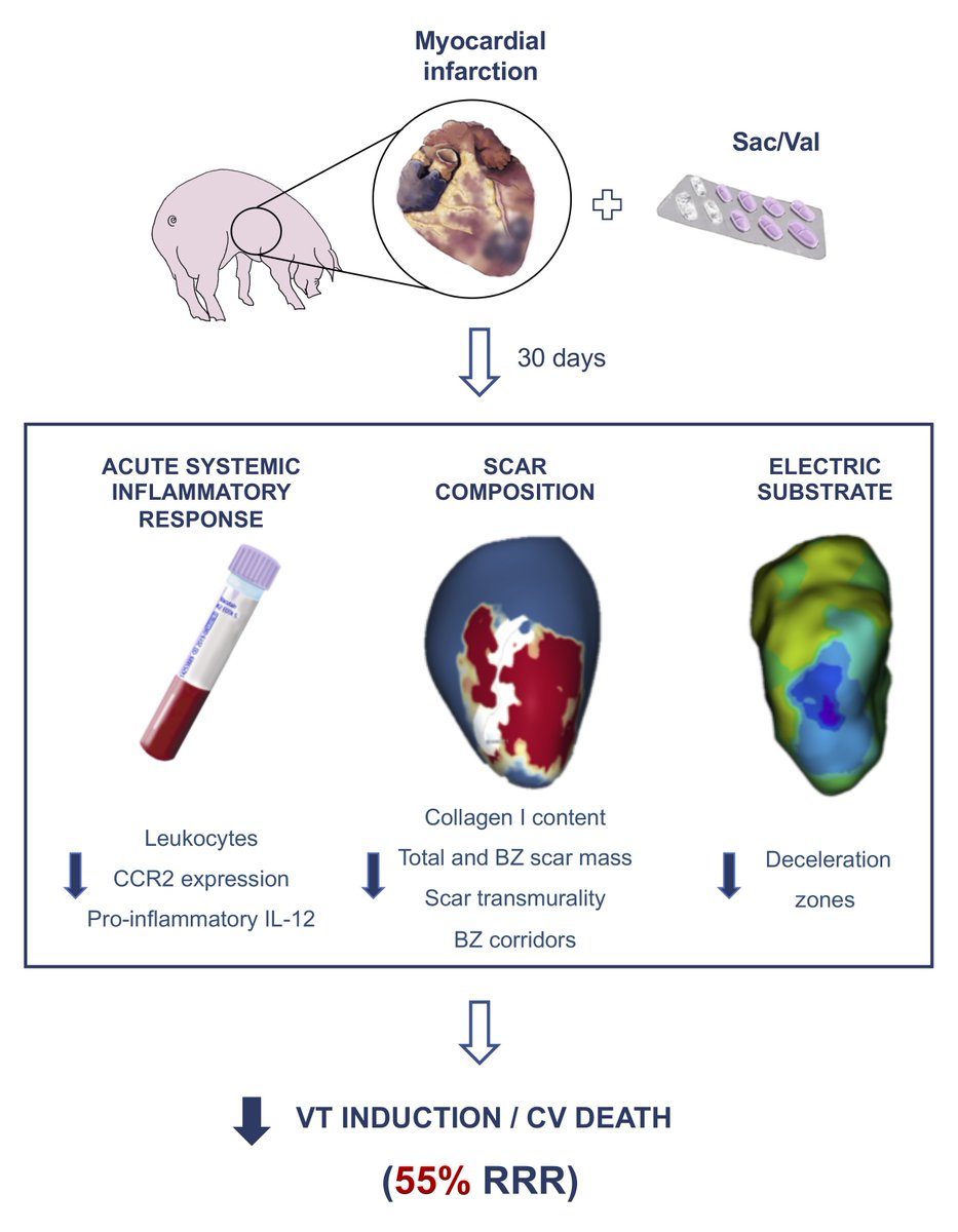 Exciting research reveals Sacubitril/Valsartan’s anti-inflammatory and anti-arrhythmic effects on MI scar. Promising insights into cardiac care! @VDelgadoGarcia @Dr_ATeis @bisbal_EP @santi_roura @GalvezMonton #AHAJournals #Epeeps doi.org/10.1161/CIRCEP…