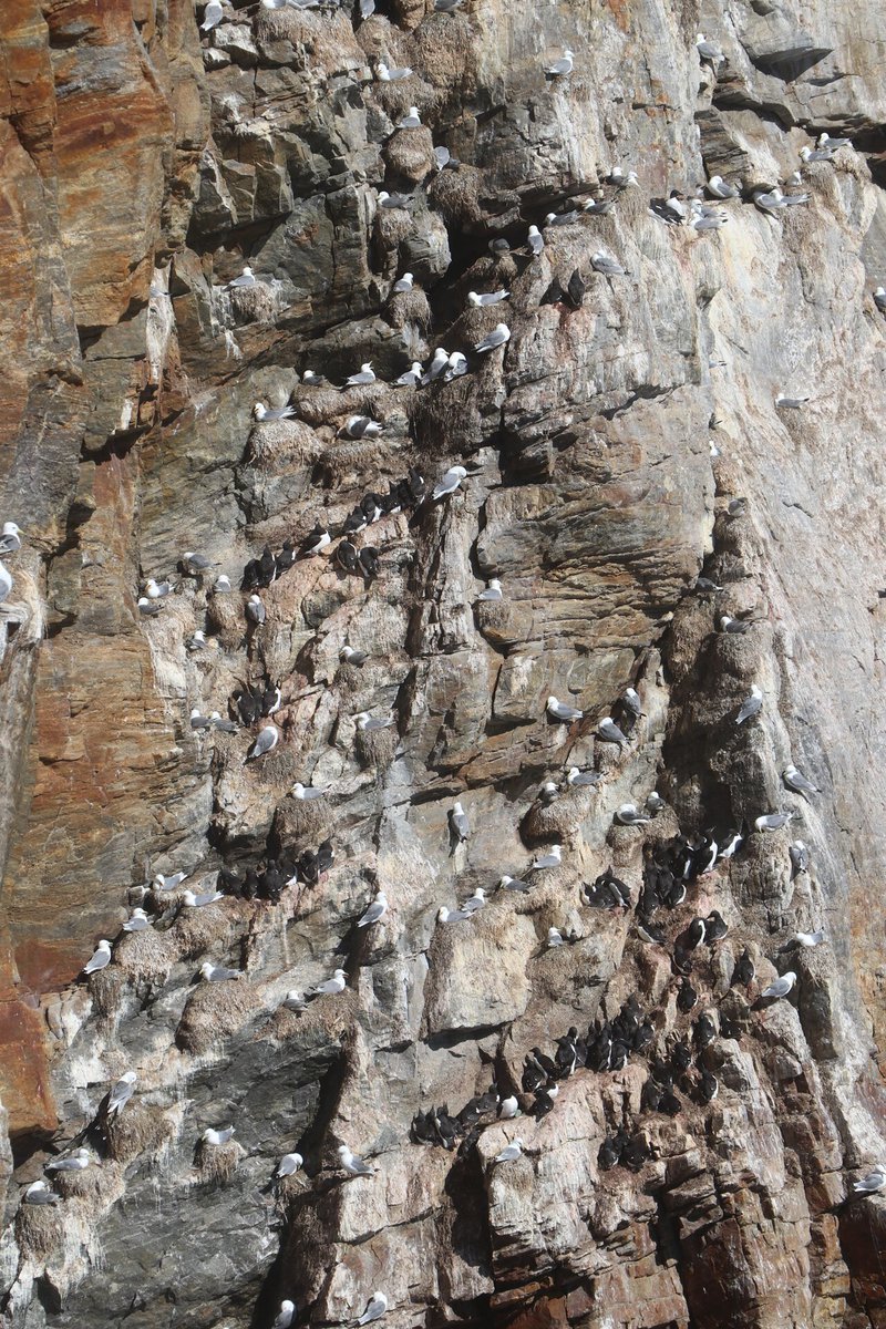 One of our amazing volunteers found a Brünnich's Guillemot egg in this photo from Greenland! Guillemot eggs vary widely in colour & have intricate patterns. This one is a lovely blue-green. Let us know if you manage to spot it! 🥚🧐

seabirdwatch.org #seabirds #ornithology