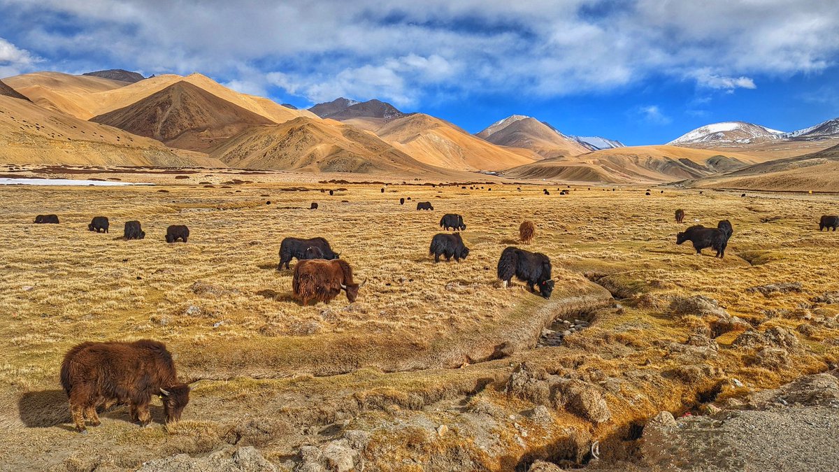 Grazing grounds near Chisumle #nature #Ladakh #Himalayas