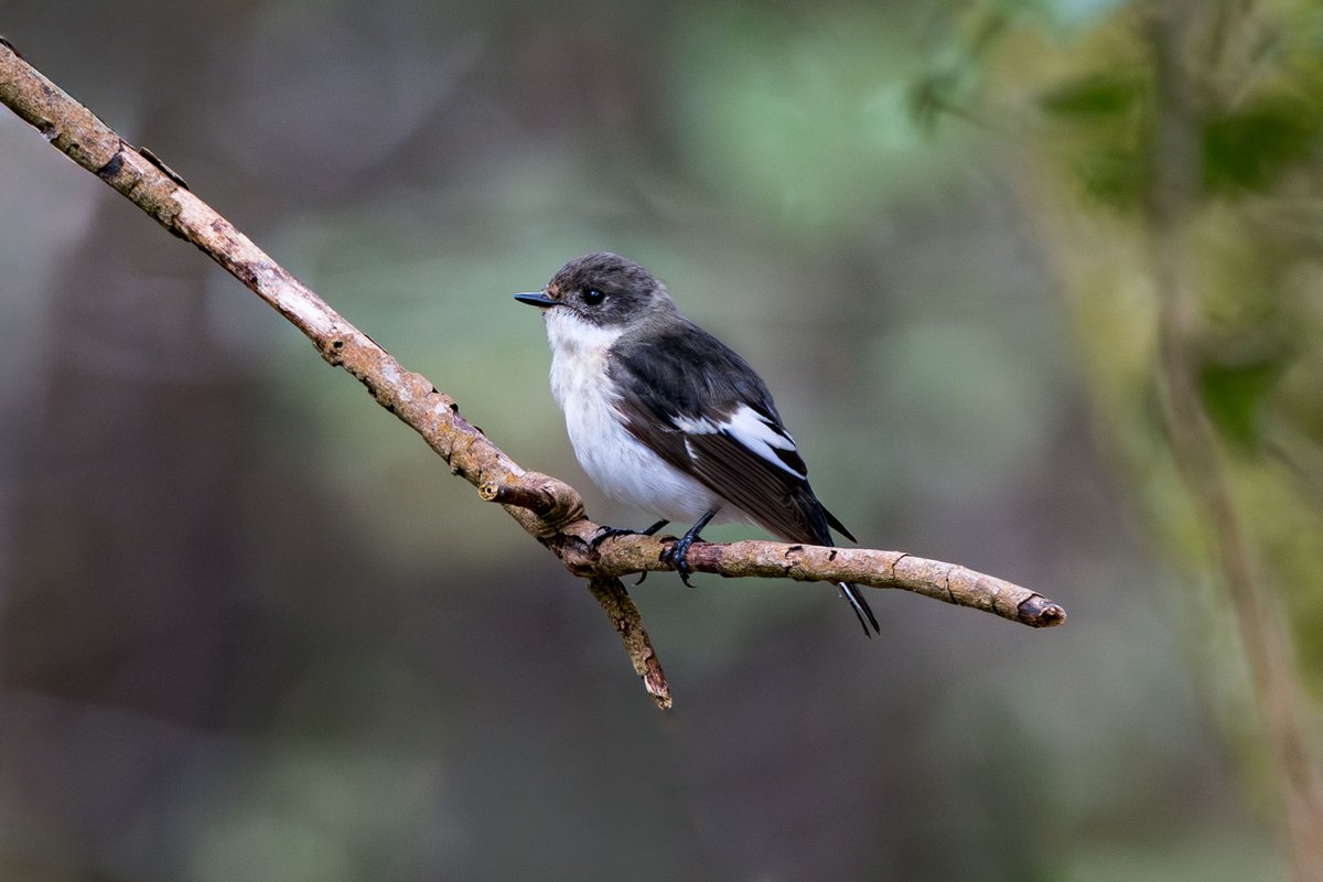 Rather showy Pied Flycatcher from the Campbell hide at RSPB Nagshead this morning.