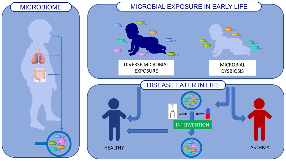 The #systematicreview “Influence of the gut and #AirwayMicrobiome on #asthma development and disease” published in the #PAI_Journal is available! 
Take a look here: 🔗 doi.org/10.1111/pai.14…
#gutmicrobiome #immunology #microbiome