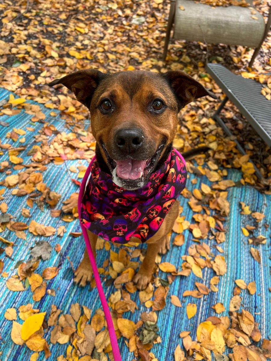 Absolutely, positively precious SID ,look at that face,those pixie eyes,that wonderful grin! There is a lot of personality in this wee boy! SID has waited so long for a forever 🏡 PLZ #ADOPT OR #FOSTER SID,give him a chance! Hempstead Animal Shelter #Wantagh #NY 516-785-5220