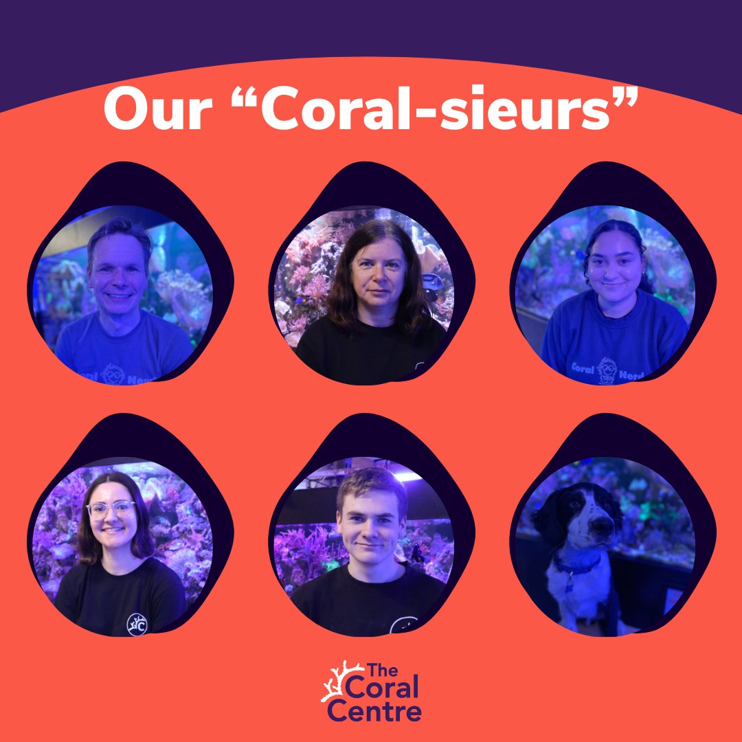 Have you met our wonderful team? 😊 Yes, we're including Oscar, our Entertainment Manager, as one of our 'Coral-sieurs'. He loves Acropora as they look like sticks! Learn more about our team on our website: thecoralcentre.co.uk/pages/about.